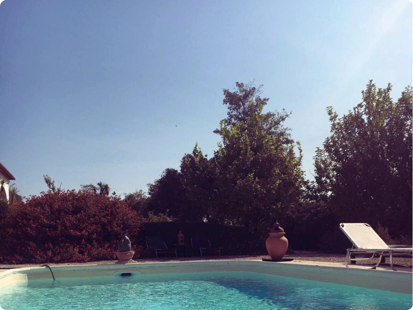 The pool surrounded by greenery in the afternoon sun